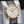Close-up angled view of Parmigiani Fleurier Tonda 1950 Rose Gold White Dial