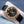 Front view of Patek Philippe Annual Calendar 5205R Rose Gold