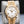 Rolex Day-Date 228238 White Dial 40mm 2025 Box & Papers