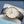 Front view of Parmigiani Fleurier Tonda 1950 Rose Gold White Dial