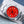 Rolex Oyster Perpetual 124300 Coral Red Dial Discontinued 41mm Box & Papers