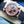 Rolex Daytona 126515LN Rose Gold Chocolate Dial 40mm Box & Papers