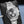 Rolex Daytona “Baby LeMans” 126509 White Gold Black Dial 40mm Box & Papers